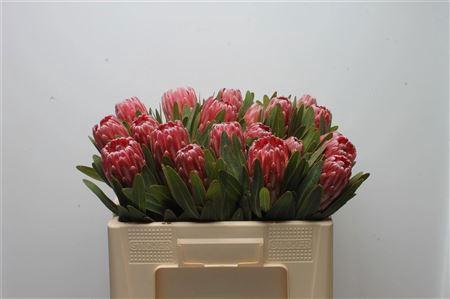 <h4>PROTEA LANCELOT</h4>