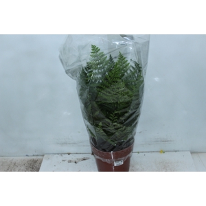 ASPLENIUM PARVATI P17