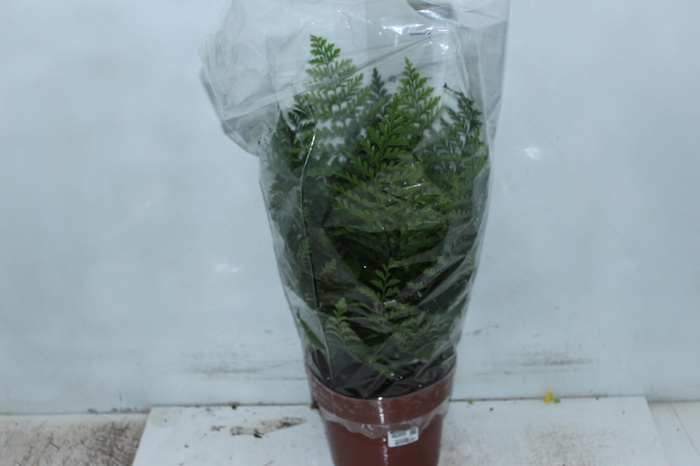 <h4>ASPLENIUM PARVATI P17</h4>