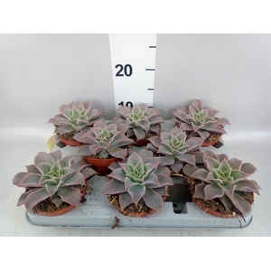 Echeveria   ...
