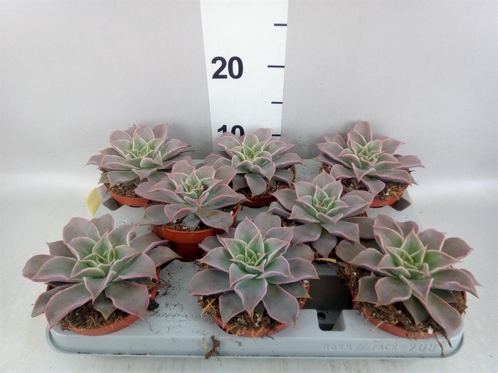 <h4>Echeveria   ...</h4>