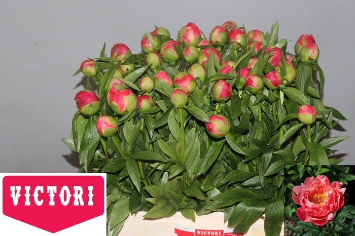 <h4>PAEO  CORAL CHARM</h4>