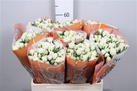 <h4>R Tr Viviane!</h4>