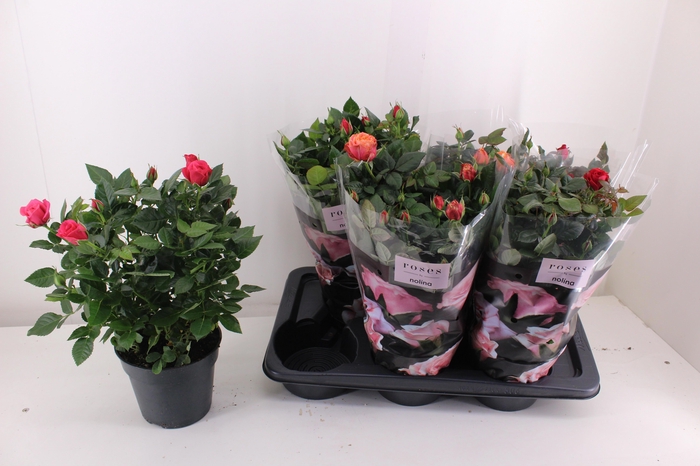 <h4>RO PALACE GEM 3 SRT</h4>