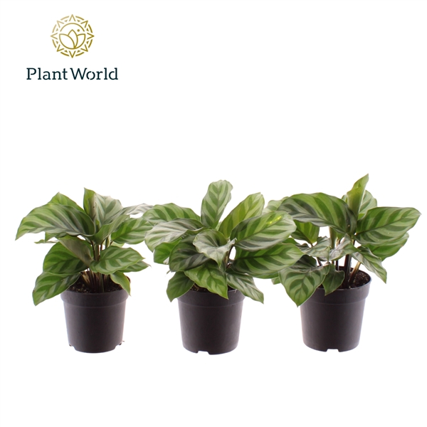 <h4>Calathea Freddie</h4>