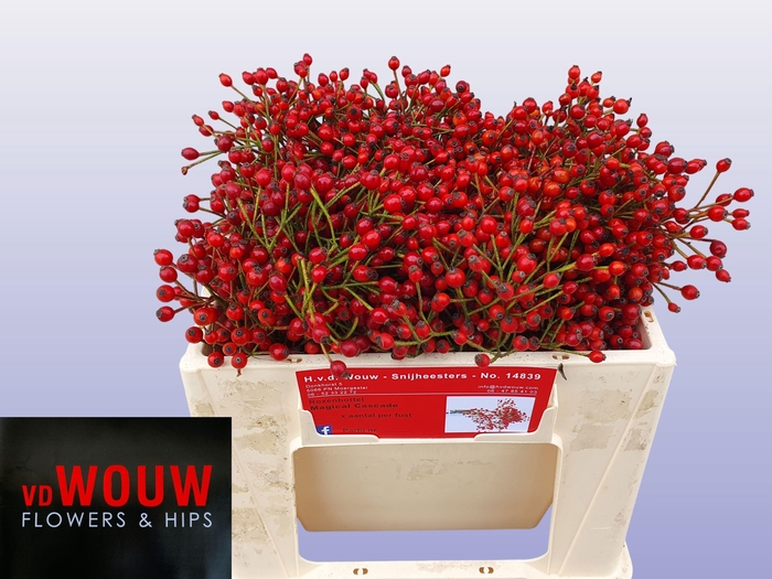 <h4>ROSA PLENTY</h4>