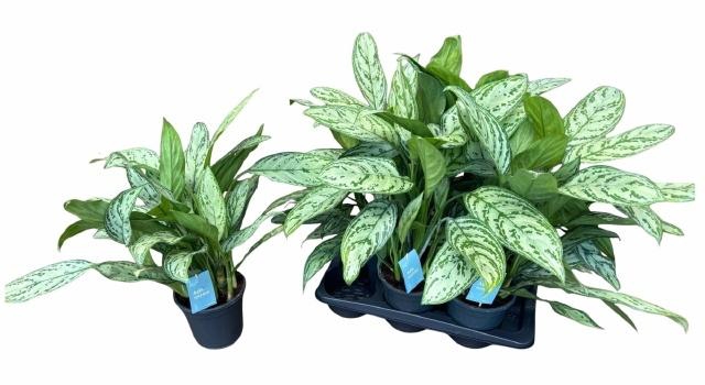 <h4>AGLAO SILVER QUEEN</h4>