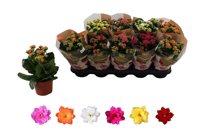 <h4>KAL GE RO GEM 6 KL</h4>