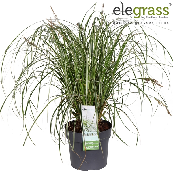 <h4>Carex 'Feather Falls' P19</h4>