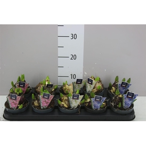 Hyacinthus Multiflora Gemengd