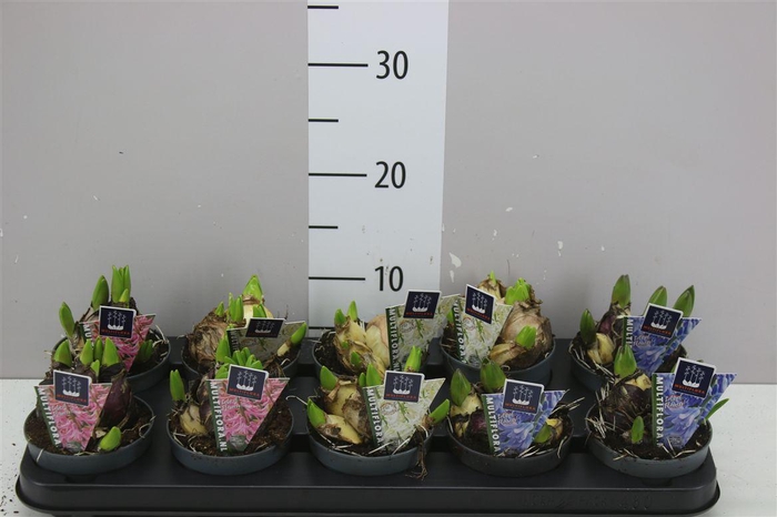 <h4>Hyacinthus Multiflora Gemengd</h4>