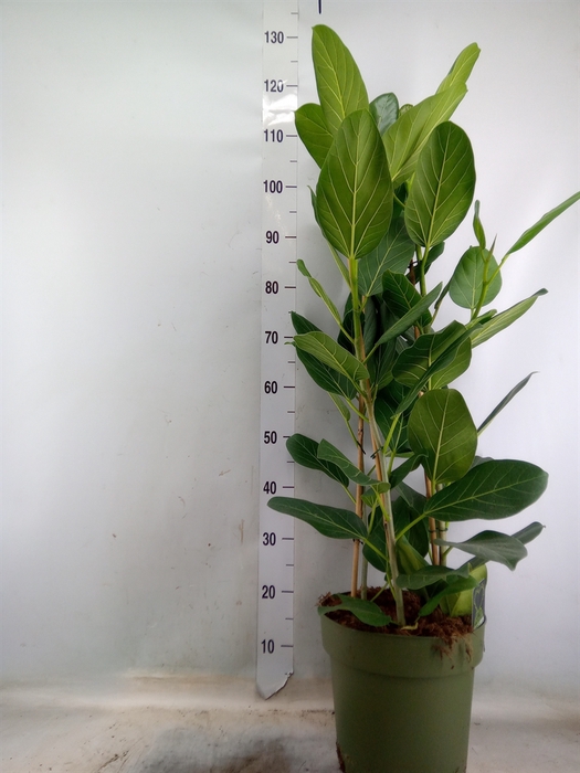 <h4>Ficus benghalensis 'Audrey'</h4>