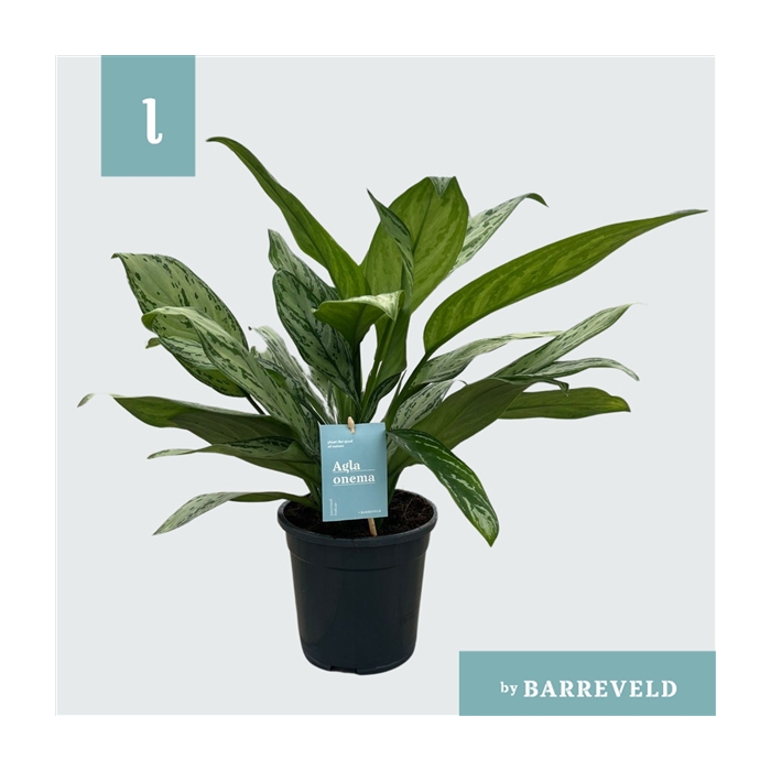 <h4>Green Agla 'Silver Queen' (Aglaonema)</h4>