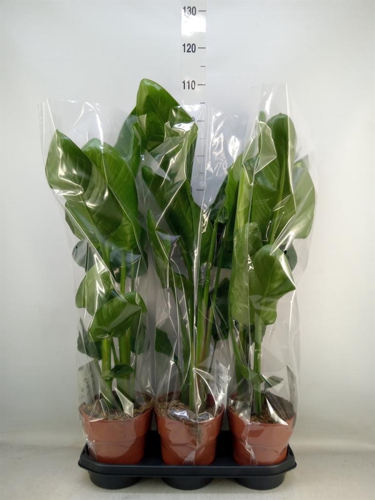 <h4>Strelitzia nicolai</h4>