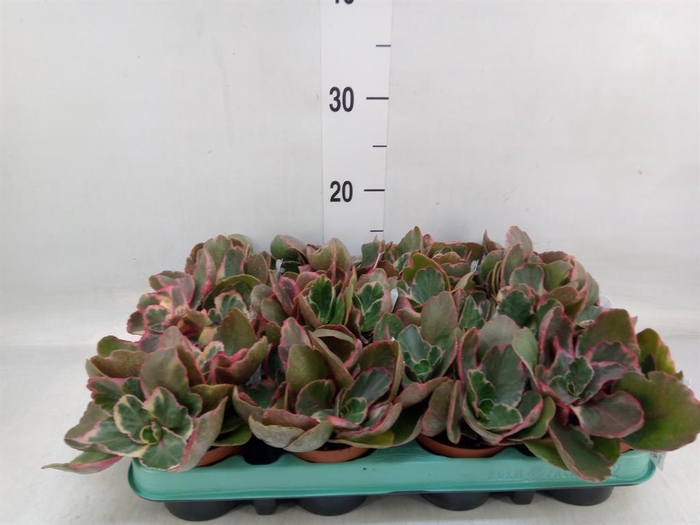 <h4>Kalanchoe NF   ...</h4>