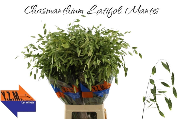 <h4>CHASM LATIFOL MANTIS</h4>