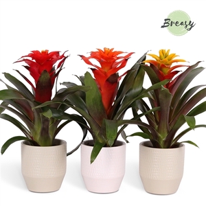 Guzmania Green - 13cm in Palma | Mimesis
