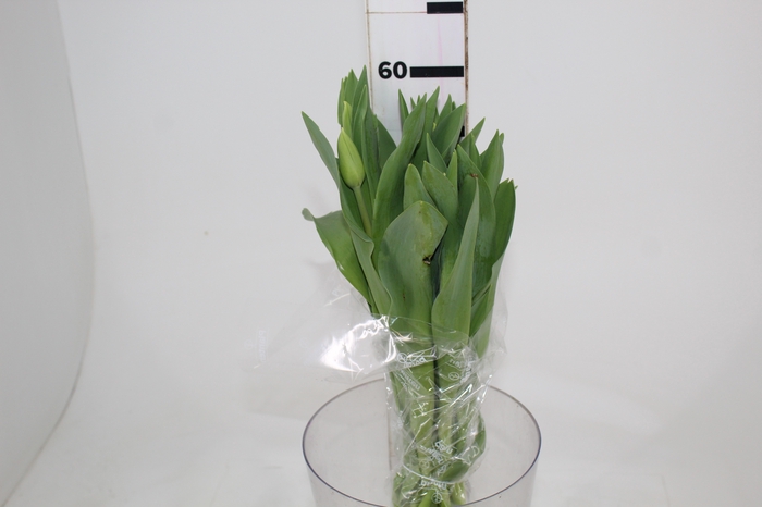 <h4>TULIPA ROSA CLARO/AMARELO C/BULBO</h4>