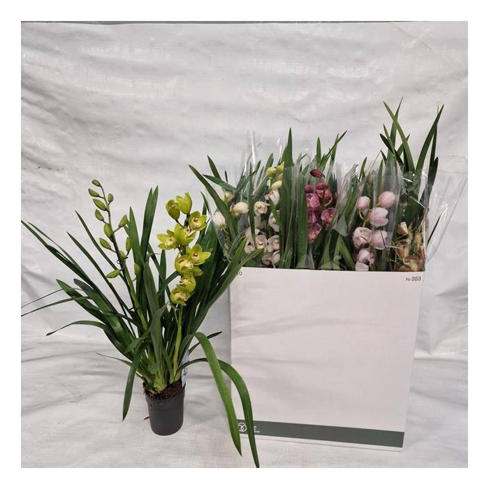 <h4>CYMB GEMENGD</h4>