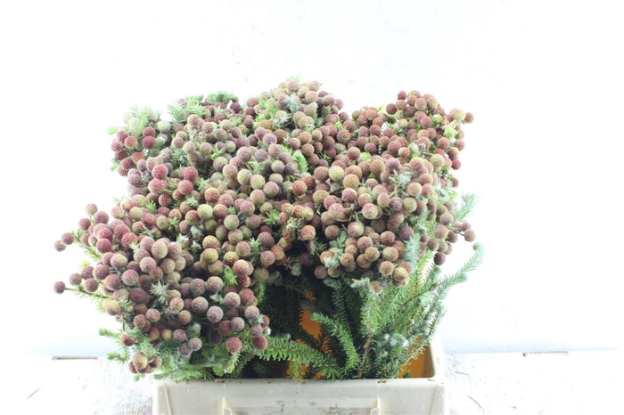 <h4>Kaaps Berz Palacea</h4>