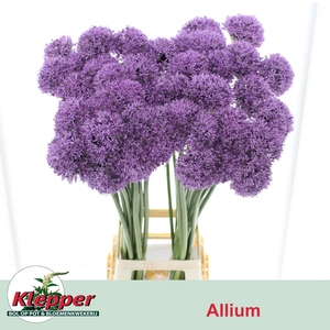 ALLIUM GLADIATOR