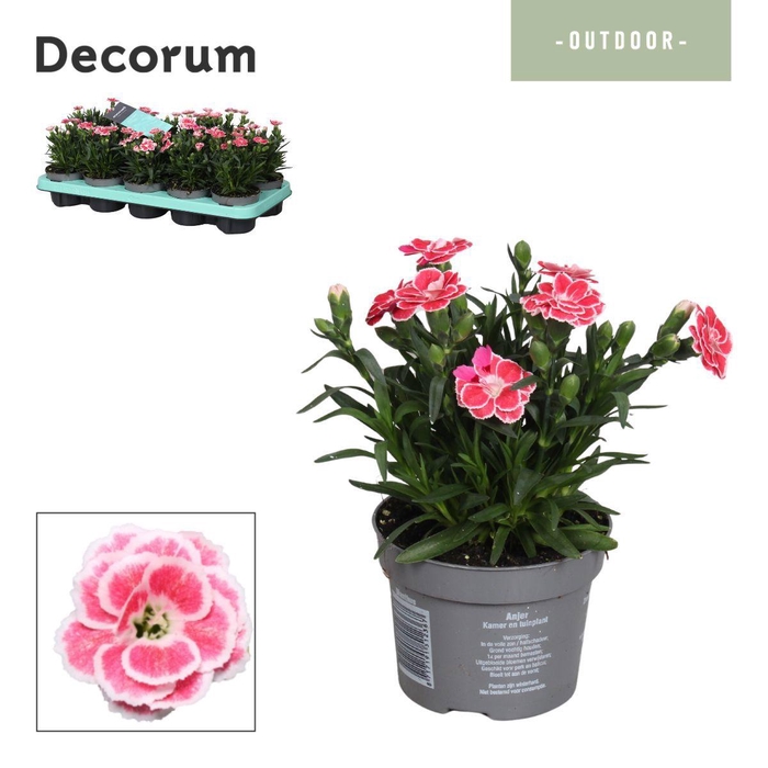 <h4>Dianthus - 10,5 cm - Oscar White and Red - Decorum</h4>