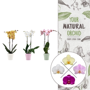 Your Natural Orchid | Mix in Anna pot | Phalaenopsis 2 spike