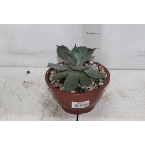 AGAVE PARRYI C18