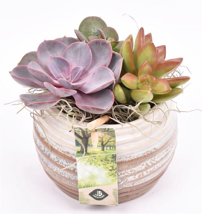 <h4>Keramiek sierpot bruin/creme10cm</h4>