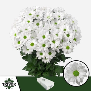 Chr T Kennedy Trivor