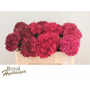 HYDR M MAG RUBYRED