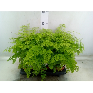 Adiantum raddi. 'Fragrans'