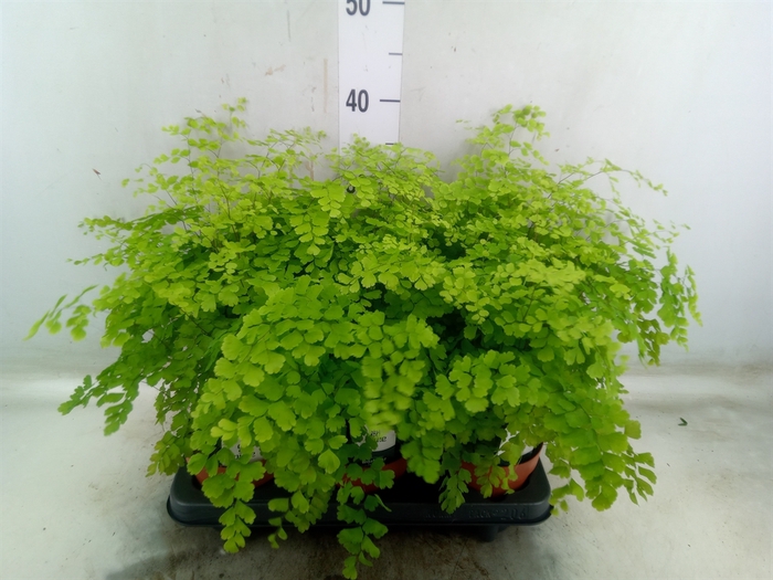 <h4>Adiantum raddi. 'Fragrans'</h4>