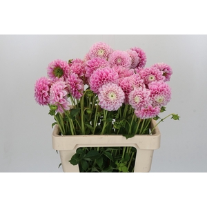 Dahlia Marshmallow Baby