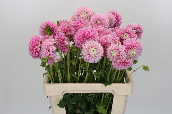 <h4>Dahlia Marshmallow Baby</h4>
