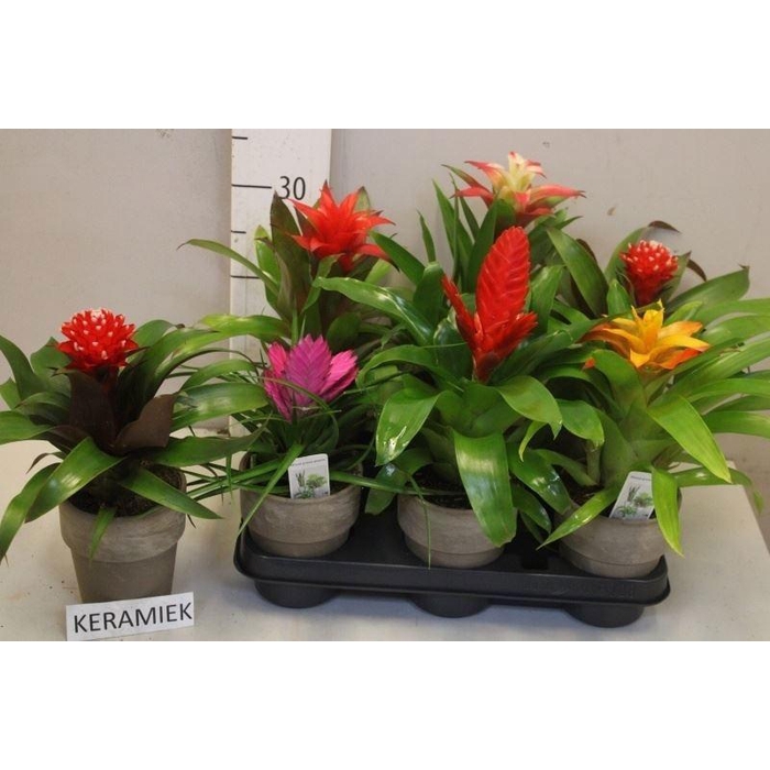 <h4>BROMELIA GEM</h4>