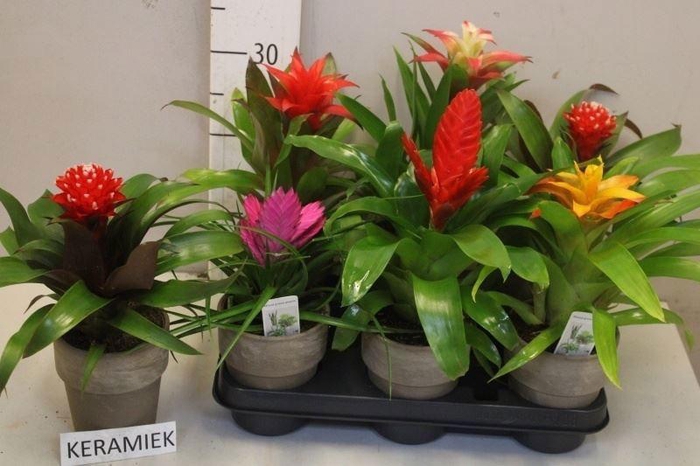BROMELIA GEM