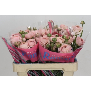 Ranunculus Romance Seine