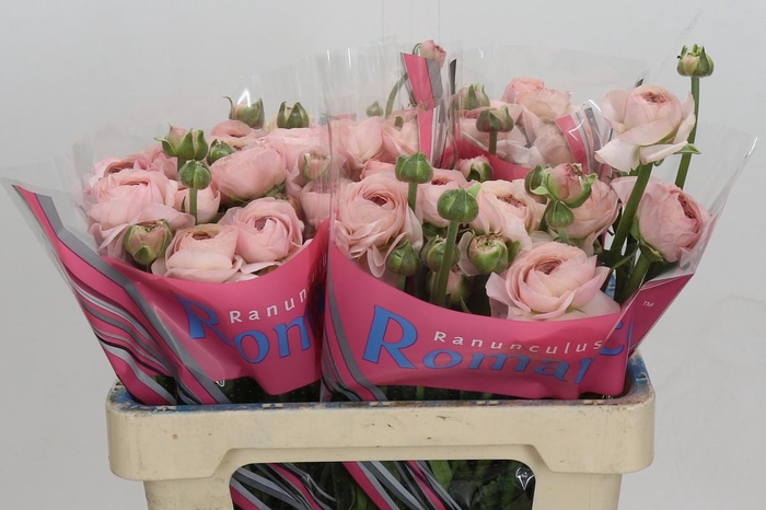 <h4>Ranunculus Romance Seine</h4>