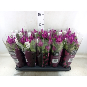 Celosia arg. SP 'Deep Purple'