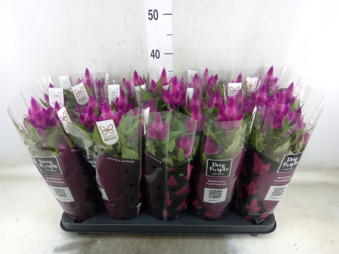 <h4>Celosia arg. SP 'Deep Purple'</h4>