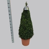 Buxus overig