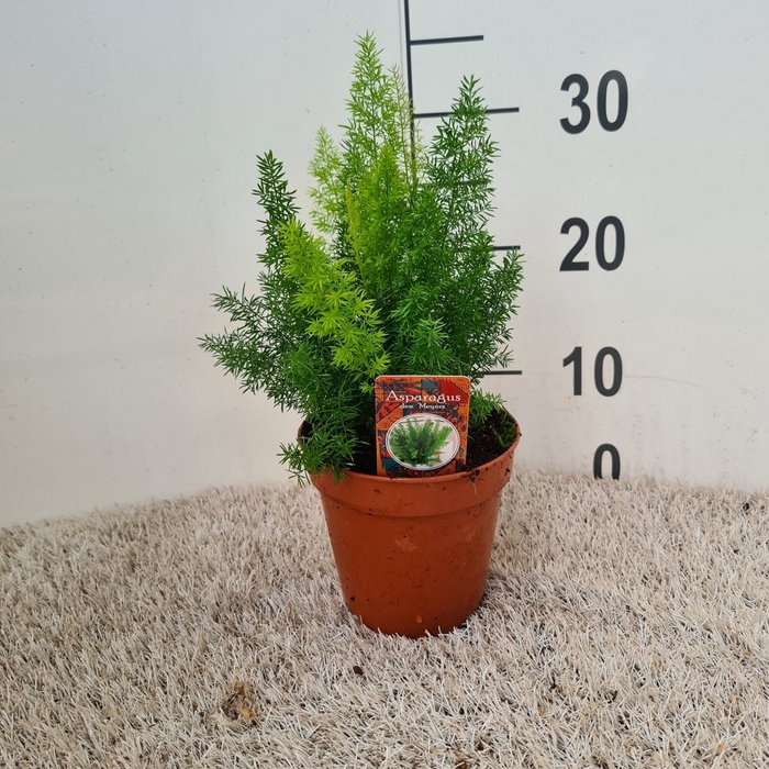 <h4>Asparagus dens. 'Meyers'</h4>