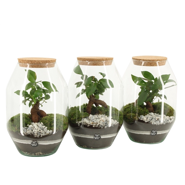 <h4>90809: Terrarium arrangement</h4>