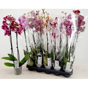 PHAL GEM