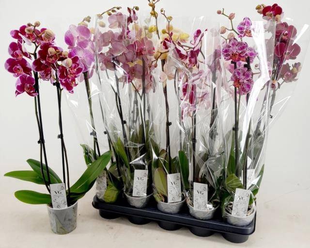 <h4>PHAL GEM</h4>
