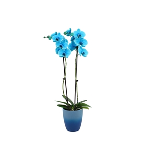 Change Blue Phal I Am Ocean Blue 2T14+