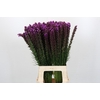Liatris Callilepis