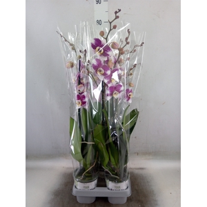 Phalaenopsis  'Ant Barcelona'