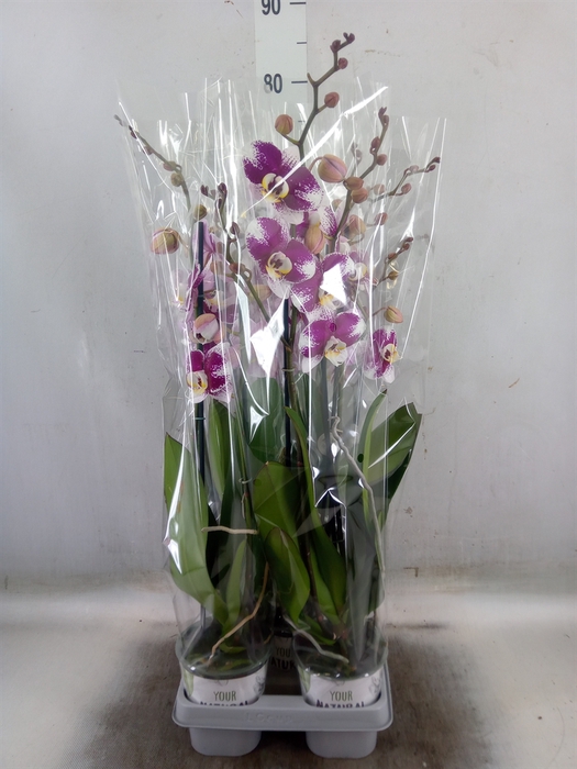<h4>Phalaenopsis  'Ant Barcelona'</h4>